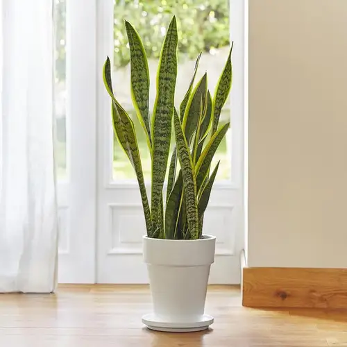 plante verte verticale dans salon lumineux
