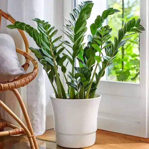 zamioculcas plante verte interieur fenetre lumiere salon botanic